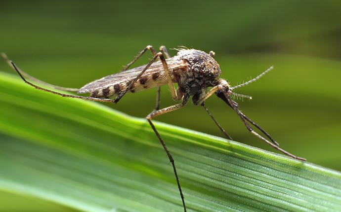 Mosquitoes Cause Problems In The Summer mosquito on grass in backyard of home in the southeast